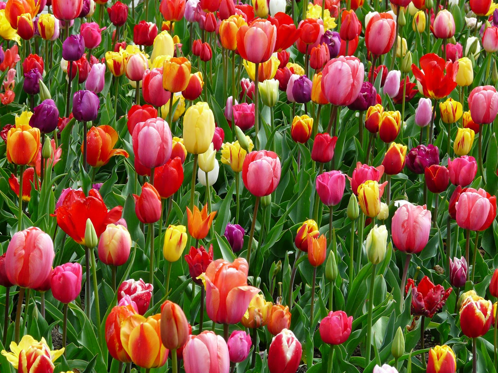 BRS Annual Flower Sale